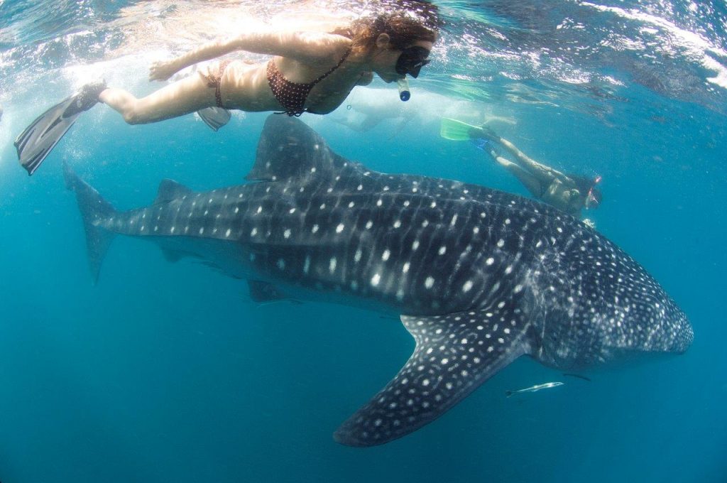 woman swimming with whale shark